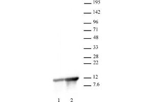 Histone H4K8ac antibody (pAb) tested by Western Blot. (Histone H4 抗体  (acLys8))