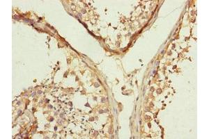 Immunohistochemistry of paraffin-embedded human testis tissue using ABIN7159967 at dilution of 1:100 (MFN1 抗体  (AA 622-741))