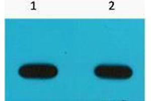 Western Blotting (WB) image for anti-Avi-Tag antibody (ABIN3181223) (Avi-Tag 抗体)