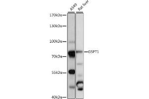 Western blot analysis of extracts of various cell lines, using GSPT1 antibody (ABIN7267321) at 1:1000 dilution. (GSPT1 抗体  (AA 138-420))