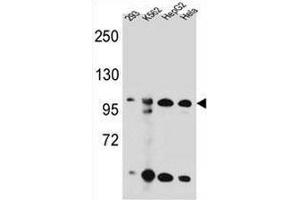 KSR2 Antibody (C-term) western blot analysis in 293,K562,HepG2,Hela cell line lysates (35µg/lane). (KSR2 抗体  (C-Term))
