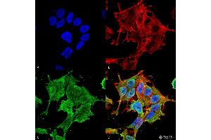 Immunocytochemistry/Immunofluorescence analysis using Mouse Anti-ASIC1 Monoclonal Antibody, Clone S271-44 . (ASIC1 抗体  (AA 460-526) (PerCP))