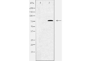 Western blot analysis of extracts from Jurkat cells using C1S antibody. (C1S 抗体  (C-Term))
