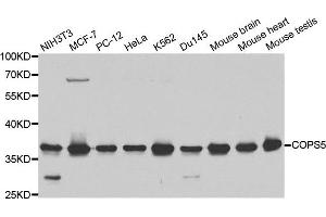 Western blot analysis of extracts of various cell lines, using COPS5 antibody. (COPS5 抗体)