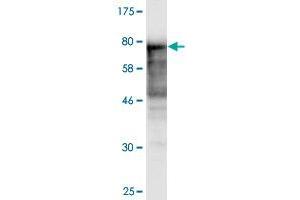 Western Blot detection against Immunogen (84. (NAE1 抗体  (AA 1-534))