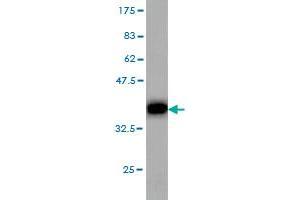 Western Blot detection against Immunogen (35. (Metabotropic Glutamate Receptor 6 抗体  (AA 477-566))