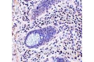 Immunohistochemistry (IHC) image for anti-Leucine Rich Repeat Containing 1 (LRRC1) (C-Term) antibody (ABIN1030477) (LRRC1 抗体  (C-Term))