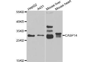 Western blot analysis of extracts of various cell lines, using CASP14 antibody (ABIN5973925) at 1/1000 dilution. (CASP14 抗体)