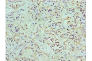 Immunohistochemistry of paraffin-embedded human kidney tissue using ABIN7151879 at dilution of 1:100 (Ephrin B2 抗体  (AA 28-229))