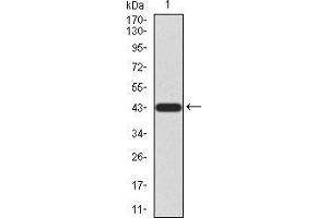 Western blot analysis using LGR5 mAb against human LGR5 (AA: 22-178) recombinant protein. (LGR5 抗体  (AA 22-178))