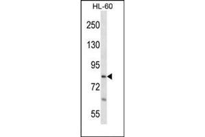 Western blot analysis in HL-60 cell line lysates (35 µg/lane) using RTF1 Antibody (Center) Cat. (RTF1 抗体  (Middle Region))