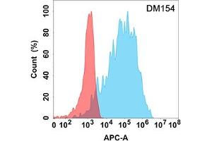 Flow cytometry analysis with Anti-FAP (DM154) on Expi293 cells transfected with human FAP (Blue histogram) or Expi293 transfected with irrelevant protein (Red histogram). (FAP 抗体  (AA 30-760))