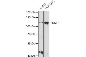 Western blot analysis of extracts of various cell lines, using DMP1 antibody (ABIN7266559) at 1:1000 dilution. (DMP1 抗体  (AA 1-100))