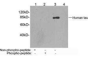 Western blot analysis of recombinant human tau protein using Rabbit Anti-Tau (Ser422) Polyclonal Antibody (ABIN398669) Lane 1: Rabbit Anti-Tau (Ser422) Polyclonal Antibody pre-incubated with non-phoshpo-peptideLane 2: Rabbit Anti-Tau (Ser422) Polyclonal Antibody pre-incubated with phoshpo-peptideLane 3: Rabbit Anti-Tau (Ser422) Polyclonal AntibodyLane 4: Purified Rabbit IgG (Whole Molecule) Control (ABIN398653) Secondary antibody: Goat Anti-Rabbit IgG (H&L) [HRP] Polyclonal Antibody (ABIN398323) The signal was developed with LumiSensorTM HRP Substrate Kit (ABIN769939) (tau 抗体  (Ser422))