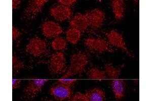 Confocal immunofluorescence analysis of HeLa cells using RPL30 Polyclonal Antibody at dilution of 1:200. (RPL30 抗体)