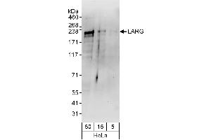 Western Blotting (WB) image for anti-rho Guanine Nucleotide Exchange Factor (GEF) 12 (ARHGEF12) (AA 1350-1400) antibody (ABIN7452892)