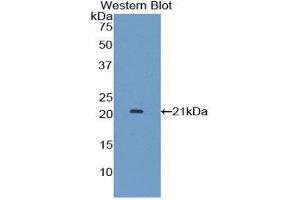 Western Blotting (WB) image for anti-Interferon, alpha 7 (IFNa7) (AA 24-189) antibody (ABIN1859268) (IFNA7 抗体  (AA 24-189))