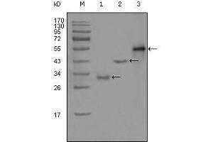 Western blot analysis using PEG10 mouse mAb against truncated Trx-PEG10 recombinant protein (1),truncated GST-PEG10 (aa1-120) recombinant protein (2) and full-length PEG10 (aa1-325)-hIgGFc transfected CHO-K1 cell lysate (3). (PEG10 抗体  (AA 1-120))