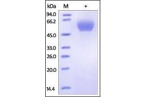 SDS-PAGE (SDS) image for Programmed Cell Death 1 (PDCD1) (AA 25-167) (Active) protein (Fc Tag) (ABIN2181607)