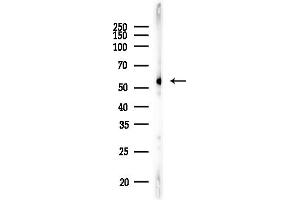 anti-Regulator of Chromosome Condensation 2 (RCC2) (C-Term) antibody