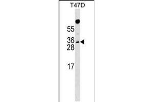 Western blot analysis in T47D cell line lysates (35ug/lane). (RHOXF1 抗体  (AA 103-129))