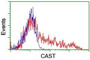 HEK293T cells transfected with either RC211776 overexpress plasmid (Red) or empty vector control plasmid (Blue) were immunostained by anti-CAST antibody (ABIN2455597), and then analyzed by flow cytometry. (Calpastatin 抗体)