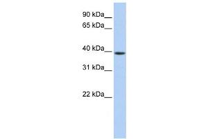 Western Blotting (WB) image for anti-Guanine Nucleotide Binding Protein (G Protein), alpha Activating Activity Polypeptide O (GNAO1) antibody (ABIN2459901) (GNAO1 抗体)