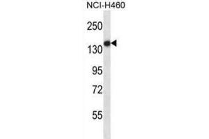 Western Blotting (WB) image for anti-Toll-Like Receptor 8 (TLR8) antibody (ABIN2997670) (TLR8 抗体)