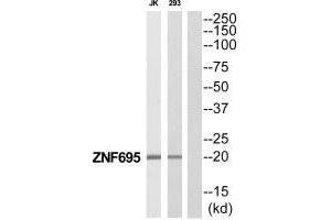 Western blot analysis of extracts from Jurkat/293 cells, using ZNF695 antibody. (ZNF695 抗体  (C-Term))