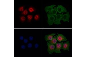 ABIN7094775 and ABIN7098826 staining HepG2 cells by IF/ICC.