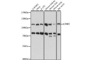 Western blot analysis of extracts of various cell lines, using LONP2 antibody (ABIN7268293) at 1:1000 dilution. (LONP2 抗体  (AA 1-300))