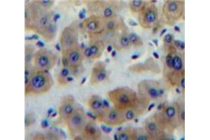 IHC-P analysis of Liver tissue, with DAB staining. (Peptide YY 抗体  (AA 30-98))