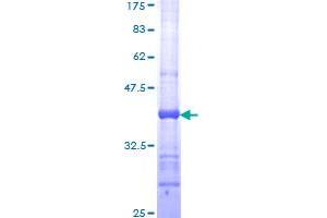 Bone Morphogenetic Protein 2 (BMP2) (AA 283-396) protein (GST tag)