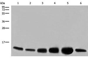 Western blot analysis of HEPG2 HUVEC and NIH/3T3 cell Human heart tissue Mouse heart tissue PC-3 cell lysates using COX6C Polyclonal Antibody at dilution of 1:800 (COX6C 抗体)