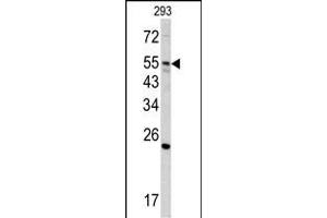 Western blot analysis of GNS antibody (Center ) (ABIN390494 and ABIN2840853) in 293 cell line lysates (35 μg/lane). (GNS 抗体  (AA 174-203))