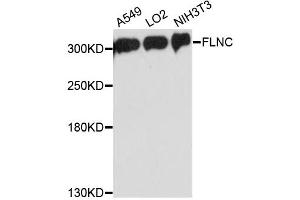 Western blot analysis of extracts of various cell lines, using FLNC antibody. (FLNC 抗体)