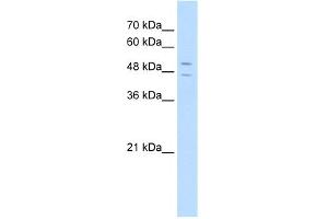 WB Suggested Anti-STEAP3 Antibody Titration:  5. (STEAP3 抗体  (N-Term))