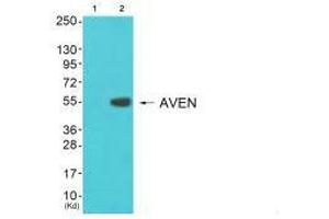 Western blot analysis of extracts from 3T3 cells (Lane 2), using COX17 antiobdy. (COX17 抗体  (N-Term))