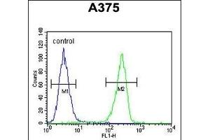 LUM Antibody (Center) (ABIN391882 and ABIN2841702) flow cytometric analysis of  cells (right histogram) compared to a negative control cell (left histogram). (LUM 抗体  (AA 198-227))