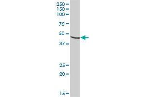 PDIA6 MaxPab polyclonal antibody. (PDIA6 抗体  (AA 1-440))
