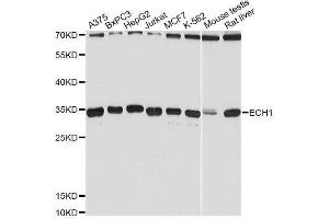 Western blot analysis of extracts of various cell lines, using ECH1 Antibody. (ECH1 抗体  (AA 1-328))