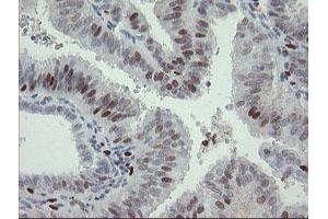 Image no. 3 for anti-Transcription Factor MafB (MAFB) (AA 32-320) antibody (ABIN1491411)