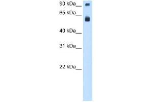 WB Suggested Anti-TAF15 Antibody Titration:  0. (TAF15 抗体  (N-Term))