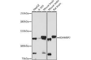 Western blot analysis of extracts of various cell lines, using IGHMBP2 antibody (ABIN7267848) at 1:1000 dilution. (IGHMBP2 抗体  (AA 540-720))
