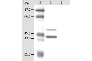 Western Blotting analysis of whole cell lysate of MCF-7 human breast adenocarcinoma cell line. (Keratin 5/8 抗体)