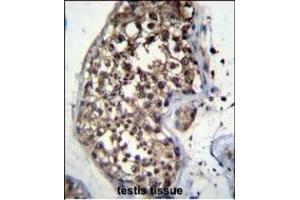 FBXO15 Antibody (N-term) (ABIN656351 and ABIN2845650) immunohistochemistry analysis in formalin fixed and paraffin embedded human testis tissue followed by peroxidase conjugation of the secondary antibody and DAB staining. (FBXO15 抗体  (N-Term))