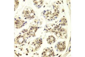 Immunohistochemistry of paraffin-embedded Human mammary gland using PRPF3 antibody at dilution of 1:100 (x400 lens). (PRPF3 抗体)