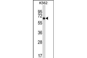 Mouse Dyrk2 Antibody (C-term) (ABIN657991 and ABIN2846937) western blot analysis in K562 cell line lysates (35 μg/lane). (DYRK2 抗体  (C-Term))