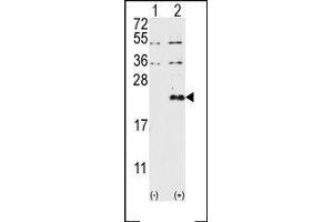 Image no. 1 for anti-Dual Specificity Phosphatase 13 (DUSP13) (AA 13-1), (N-Term) antibody (ABIN360792) (DUSP13 抗体  (N-Term))