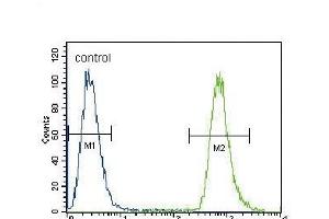 NEU2 Antibody (N-term) (ABIN656123 and ABIN2845462) flow cytometric analysis of A549 cells (right histogram) compared to a negative control cell (left histogram). (NEU2 抗体  (N-Term))